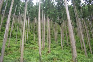 高知県森の写真-1